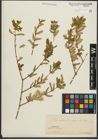 Foto von Salix purpurea subsp. amplexicaulis (Bory) C. K. Schneid.
